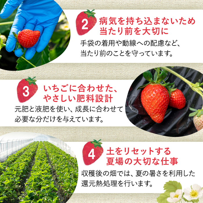 【期間限定】いちご（やよいひめ） いちご イチゴ 苺 やよいひめ フルーツ 果物 くだもの デザート スムージー ジャム 期間限定 【株式会社mommy farm】【ho1593】