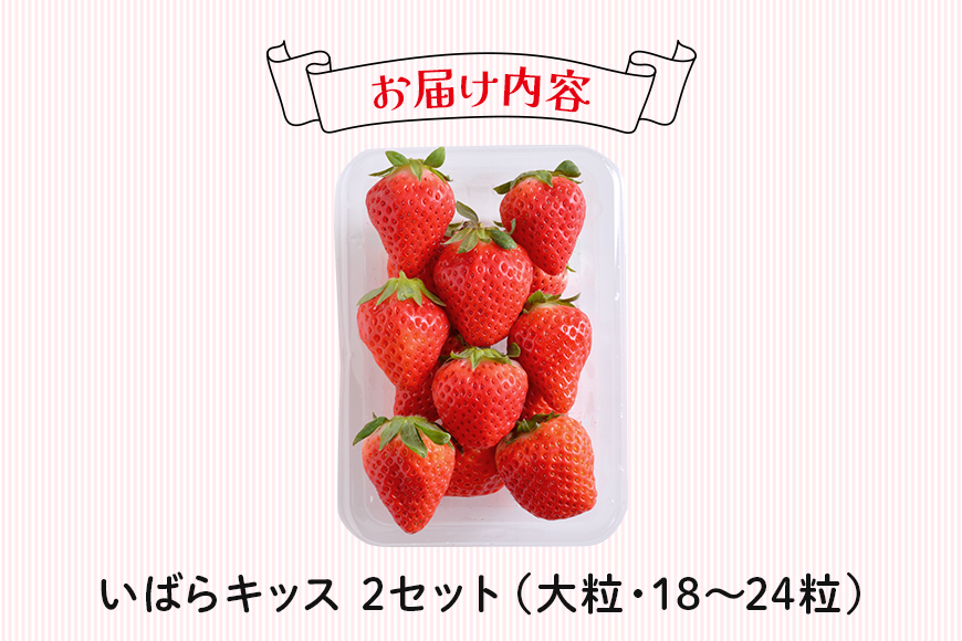 いばらキッス2セット（大粒18～24粒） いちご イチゴ 苺 旬 フルーツ 青果 果物 デザート 茨城 冷蔵 【たつのくち農園】【ho1465】