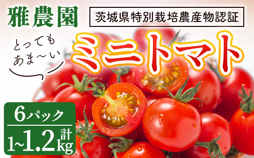雅農園ミニトマト6パック トマト 野菜 とまと やさい 新鮮 産地直送 ミニトマト【雅農園】【ho1428】
