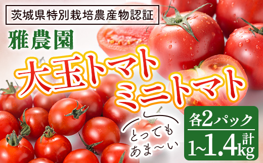 雅農園ミニトマト＆大玉トマトセット  トマト 野菜 とまと やさい 新鮮 産地直送 ミニトマト 【雅農園】【ho1430】