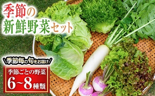 季節毎の新鮮野菜セット 野菜 野菜セット セット 詰め合わせ 国産 旬 季節 おまかせ お楽しみ 冷蔵 【あさねぼう】【ho1537】
