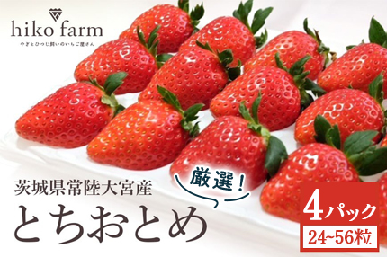 【先行予約】ごほうびいちご（厳選とちおとめ）4パック入り（24～56粒）黒パッケージ いちご イチゴ 苺 とちおとめ フルーツ 果物 くだもの デザート 【hiko farm（ヒコファーム）】 【ho1572】