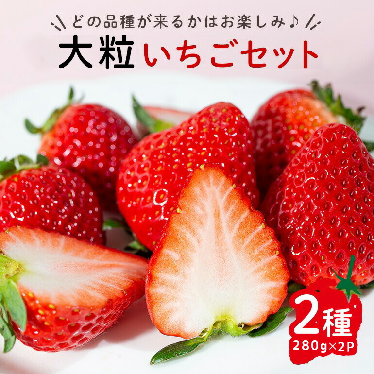 【先行予約】大粒いちごセット 280g×2パック イチゴ 苺フルーツ 果物 くだもの デザート 【つづく農園】【ho1573】