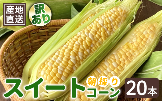 【先行予約】訳あり とうもろこし スイートコーン 20本 品種おまかせ 先行予約 朝採り 旬の味覚 新鮮 コーン 産地直送 【常陸大宮さんち農園】【ho1592】