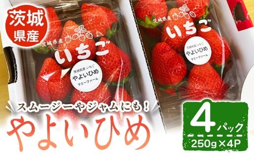 【先行予約】いちご（やよいひめ） いちご イチゴ 苺 やよいひめ フルーツ 果物 くだもの デザート スムージー ジャム 【株式会社mommy farm】【ho1593】