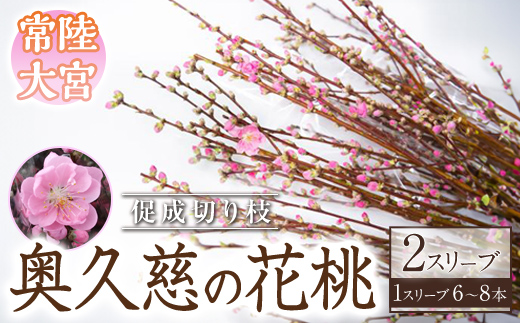 【先行予約】奥久慈の花桃 2スリーブ 促成切り枝 枝物 枝もの 切り枝 桃 花桃 もも 生け花 インテリア 【JA常陸　奥久慈枝物部会】【ho1597】