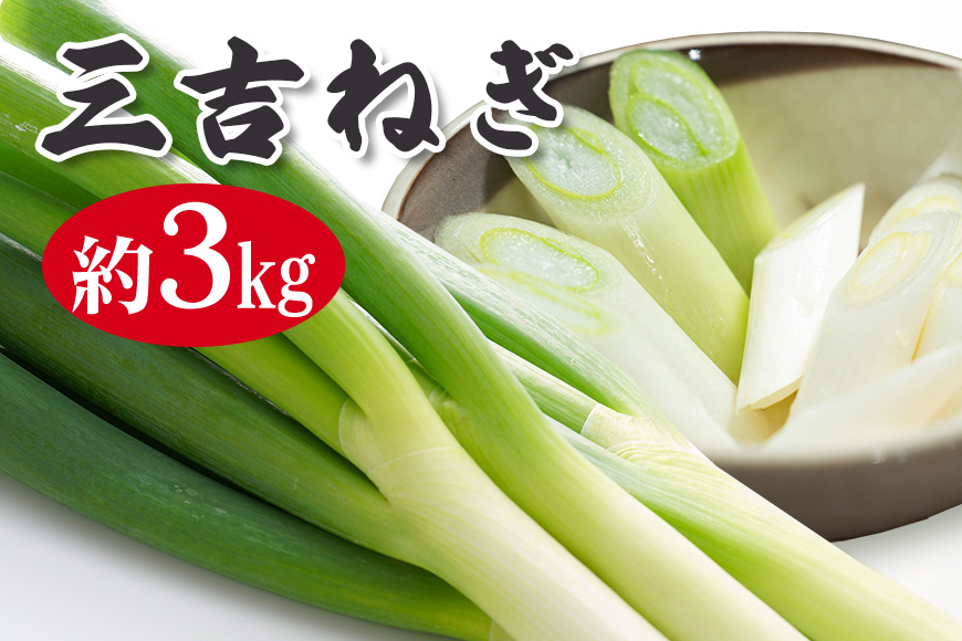 特選ネギ 約3kg 小野瀬農園 【小野瀬農園】【ho1415】