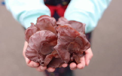 きくらげ 1パック50g×36パック 茨城県共通返礼品 鹿嶋市産 国産 生きくらげ ビタミンD 食物繊維 旬 肉厚 新食感 中華料理 炒め物 八宝菜 ラーメントッピング 栄養豊富 きくらげ キクラゲ