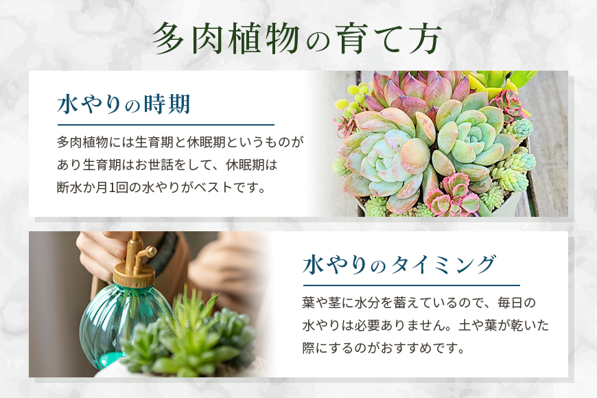 多肉植物 6cm アソート 20セット 詰め合わせ 多肉植物 観葉植物 インテリア 寄せ植え 誕生日プレゼント オシャレ 多肉 観葉 おまかせ セット 植物 苗 種類 色々 ランダム 農園直送 栽培 ガーデニング 寄せ植え用 多肉専科
