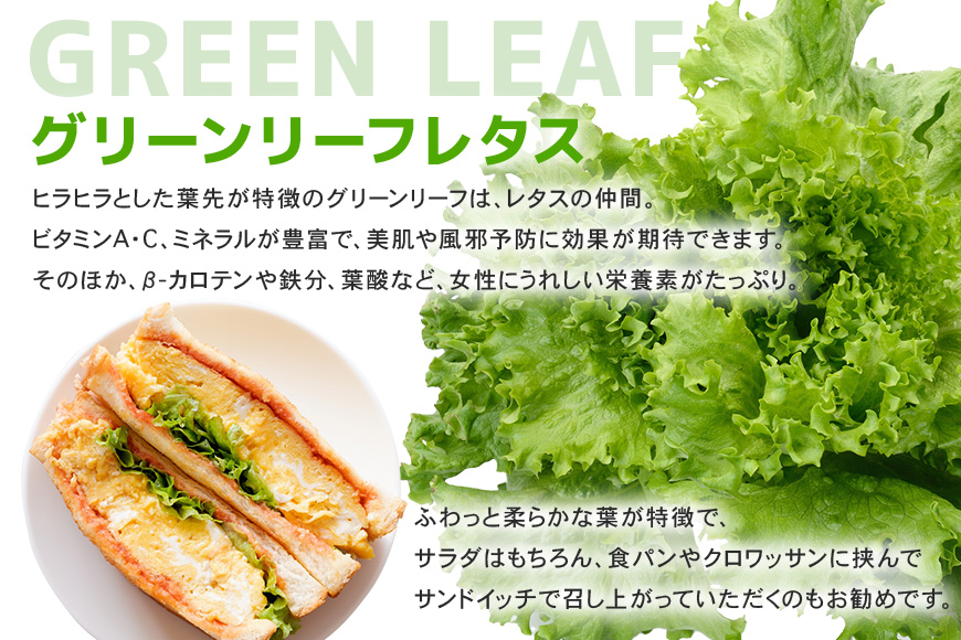 リーフレタスセット 約2Kg 那珂市産 新鮮 レタス リーフレタス フリルレタス グリーンリーフ 無農薬 野菜 栽培期間中農薬不使用 詰め合わせ セット 水耕栽培 LED 栽培 ベジタブル 副菜 常備菜 サラダ ヴィーガン ヘルシー