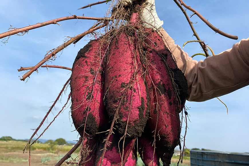 訳あり品！茨城県産熟成べにはるか 約10kg さつまいも サツマイモ 芋 いも 茨城県 那珂市 B15-006