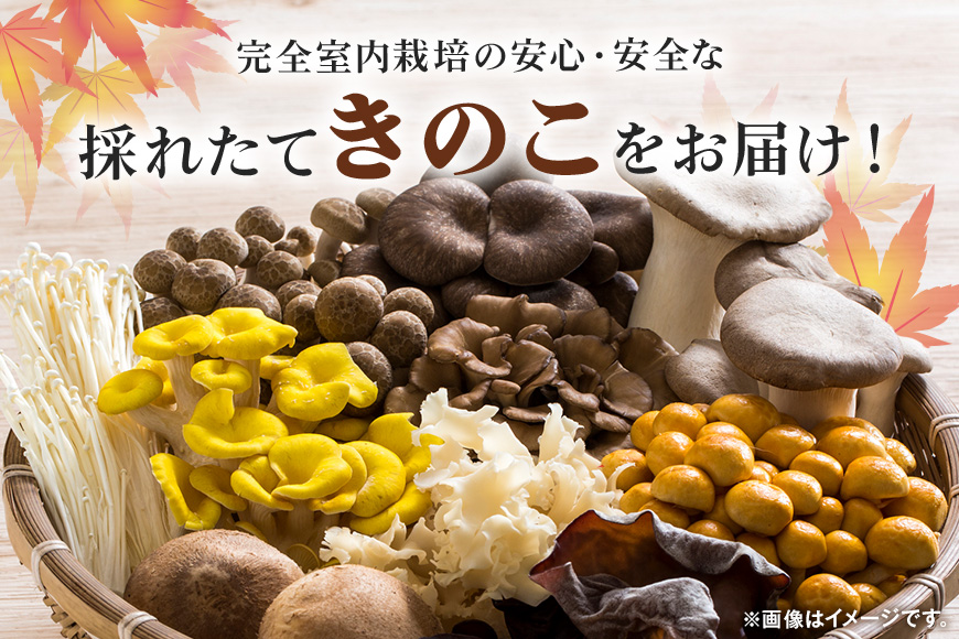 きのこの詰め合わせ Ｌサイズ 2Kg 茨城県共通返礼品 城里町産 舞茸 椎茸 あわび茸 たもぎ茸 はなびら茸 完全室内栽培 栽培期間中農薬不使用 安心 安全 栄養豊富 こだわりのキノコ詰め合わせ 直送 新鮮 旬 おすすめ セット 贈り物