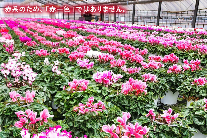 シクラメン 6号 赤系 フラワーギフト 鉢植え 鉢 ギフト ビッグサイズ 鉢花 お歳暮 ガーデンシクラメン ミニシクラメン プレゼント 希少 クリスマス 誕生日 結婚記念日 花ギフト