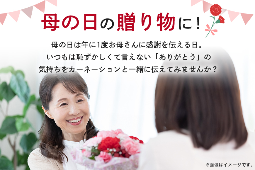カーネーション 赤系 母の日への贈り物 プレゼント ギフト カーネーション 花 アレンジ 鉢植え 5号 鉢 国産 花鉢 鉢花 フラワーアレンジメント 母の日ギフト フラワーギフト お祝い 母の日