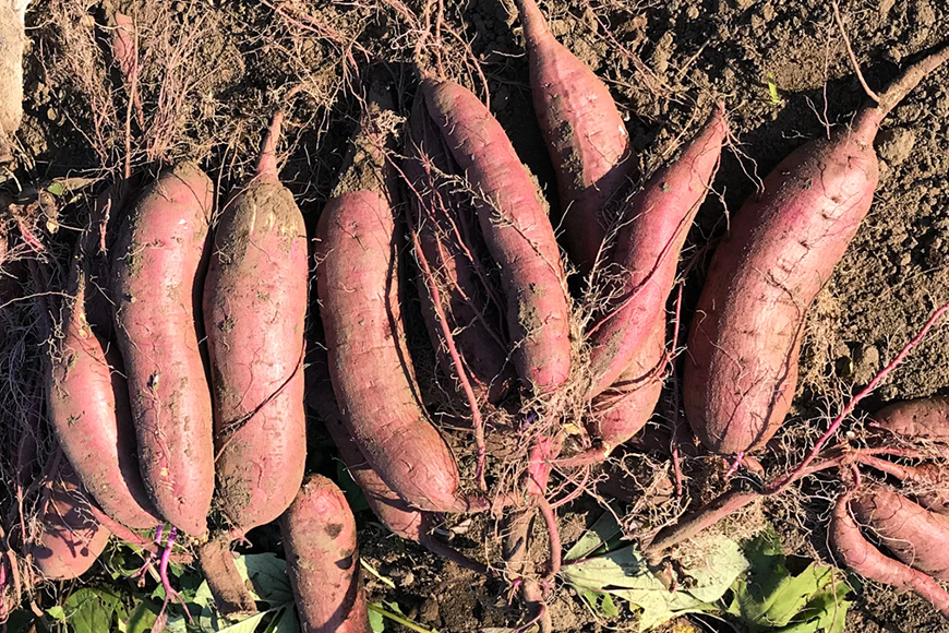 【京阪百貨店厳選】茨城県産べにはるか 10kg（熟成）[A品L～2Lサイズ] 芋 さつま芋 サツマイモ さつまいも B18-006
