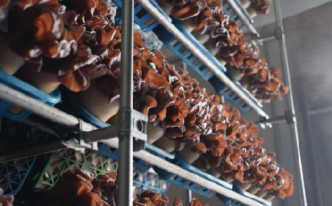 きくらげ 1パック50g×36パック 茨城県共通返礼品 鹿嶋市産 国産 生きくらげ ビタミンD 食物繊維 旬 肉厚 新食感 中華料理 炒め物 八宝菜 ラーメントッピング 栄養豊富 きくらげ キクラゲ