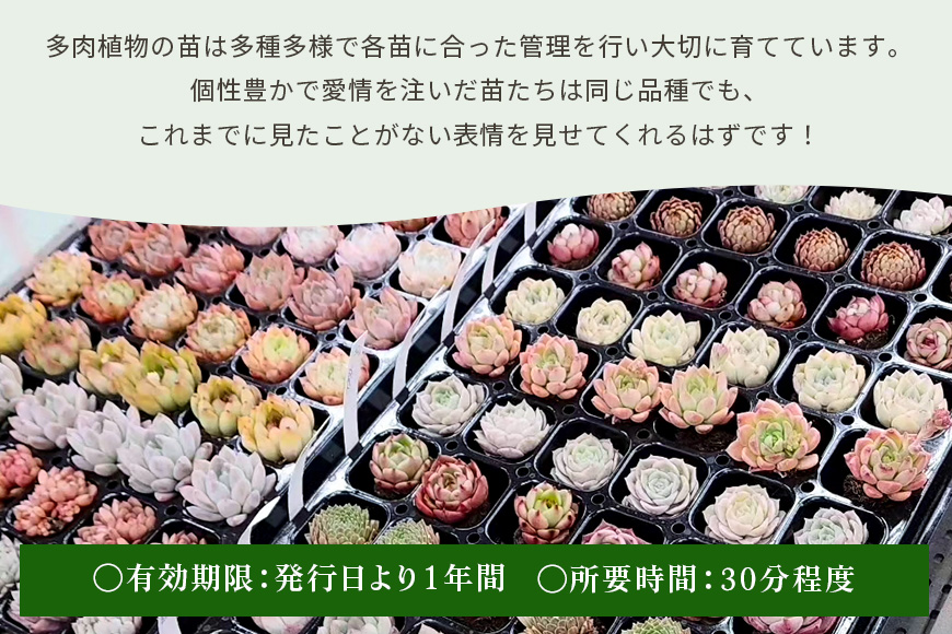 可愛いリース23cm多肉植物寄せ植え体験