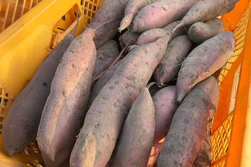 訳あり品！茨城県産熟成べにはるか 約10kg さつまいも サツマイモ 芋 いも 茨城県 那珂市 B15-006