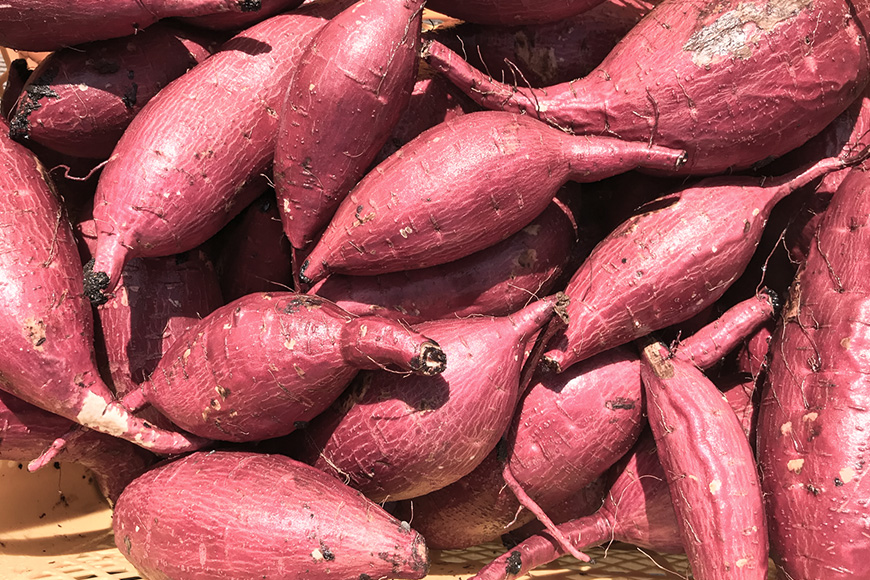 【京阪百貨店厳選】茨城県産ほしあかね 5kg [サイズ無選別品] 芋 さつま芋 サツマイモ さつまいも B18-011