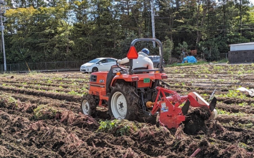 グリーンアグリの干し芋 丸干し 紅はるか 茨城県産 那珂市 しっとり甘い おいも いも 芋 茨城県産 国産 無添加 和菓子 お菓子 おやつ スイーツ お取り寄せ さつまいも