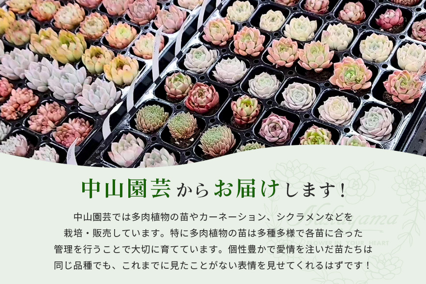 韓国多肉植物 抜き苗 アソート 10個 詰め合わせ 多肉植物 観葉植物 インテリア 寄せ植え 誕生日プレゼント オシャレ 多肉 観葉 おまかせ セット 植物 苗 種類 色々 ランダム 農園直送 栽培 ガーデニング 寄せ植え用 韓国苗 多肉専科