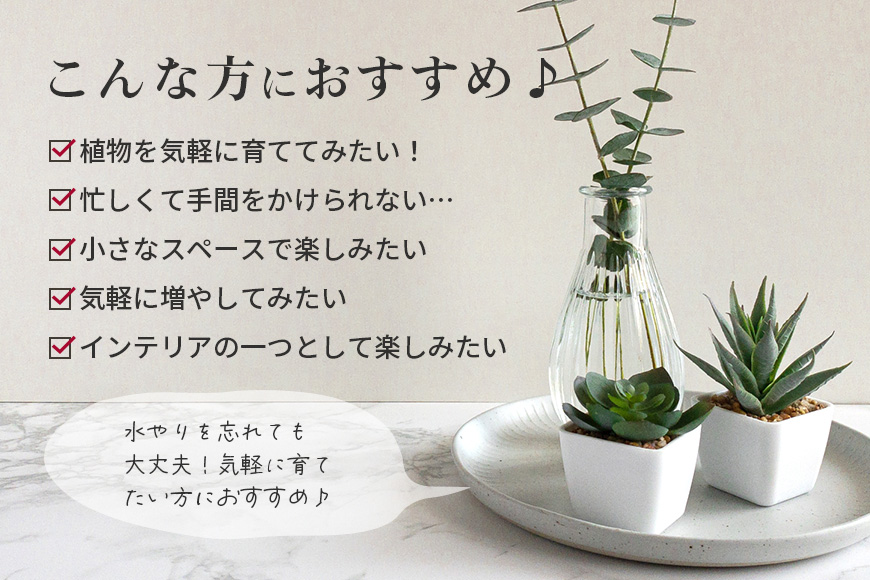 可愛い多肉植物の寄せ植えリース23cm 多肉植物 観葉植物 インテリア 寄せ植え 誕生日プレゼント オシャレ 多肉 観葉 リース 植物 苗 種類 農園直送 栽培 ガーデニング 寄せ植え用 多肉専科