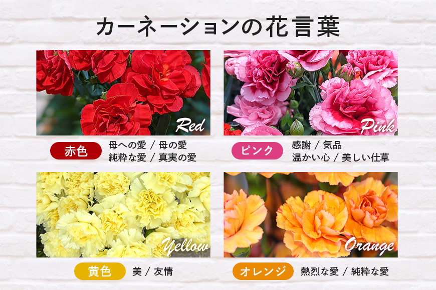 カーネーション 黄色系 母の日への贈り物 プレゼント ギフト カーネーション 花 アレンジ 鉢植え 5号 鉢 国産 花鉢 鉢花 フラワーアレンジメント 母の日ギフト フラワーギフト お祝い 母の日