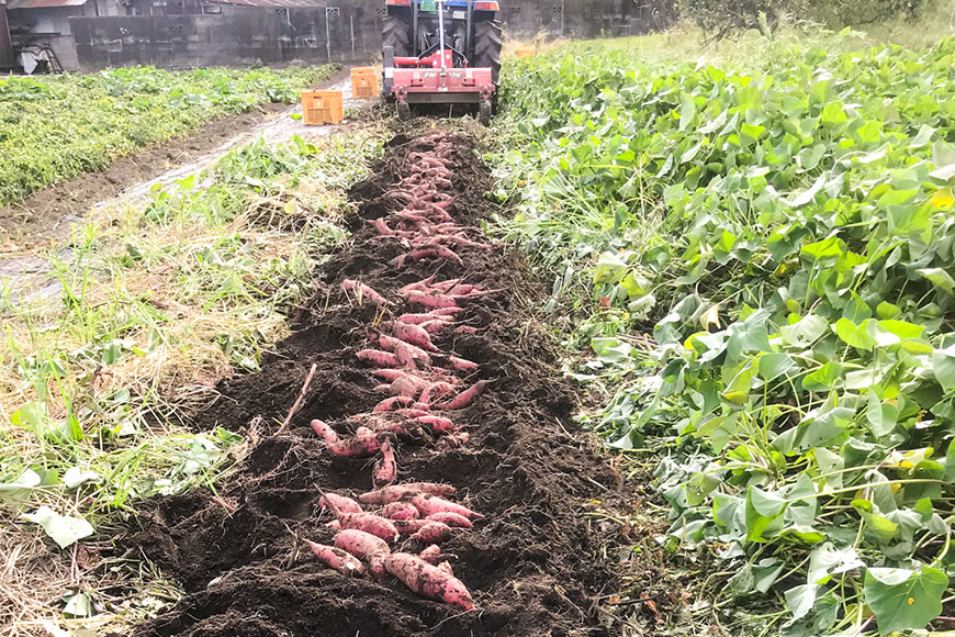 【京阪百貨店厳選】茨城県産べにはるか 10kg（熟成）[サイズ無選別品] 芋 さつま芋 サツマイモ さつまいも B18-008