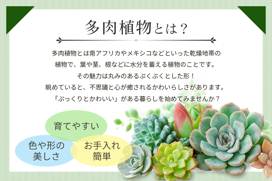 可愛いリース23cm多肉植物寄せ植え体験