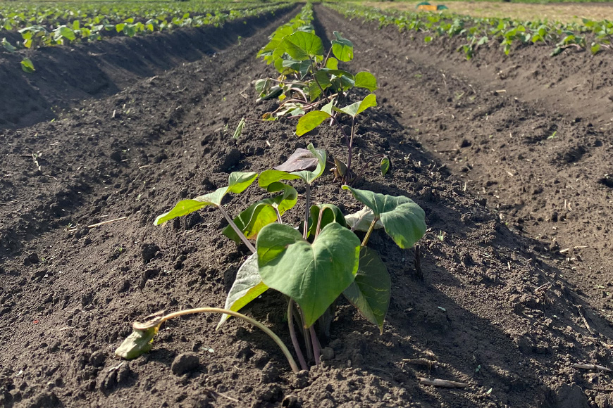 訳あり品！茨城県産熟成べにはるか 約5kg さつまいも サツマイモ 芋 いも 茨城県 那珂市 B15-005