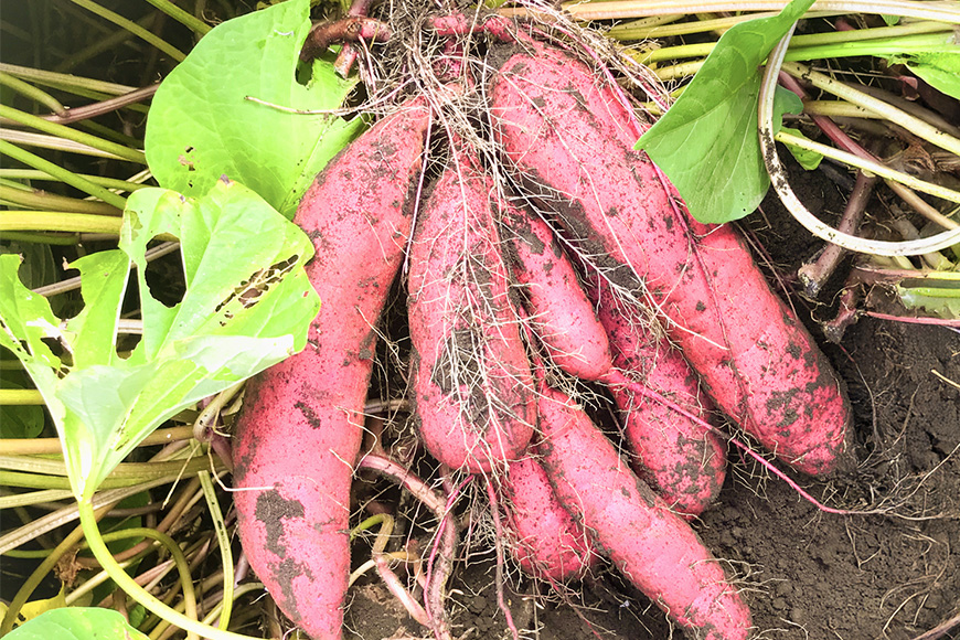 【京阪百貨店厳選】茨城県産ほしあかね 5kg [サイズ無選別品] 芋 さつま芋 サツマイモ さつまいも B18-011