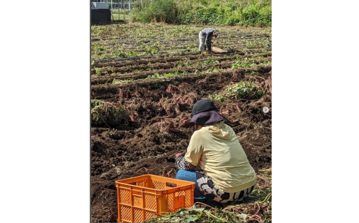 グリーンアグリの干し芋 丸干し 紅はるか 茨城県産 那珂市 しっとり甘い おいも いも 芋 茨城県産 国産 無添加 和菓子 お菓子 おやつ スイーツ お取り寄せ さつまいも