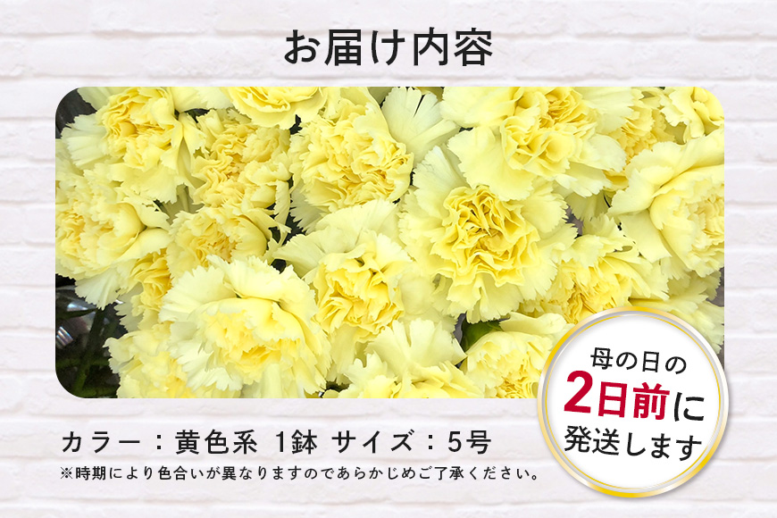 カーネーション 黄色系 母の日への贈り物 プレゼント ギフト カーネーション 花 アレンジ 鉢植え 5号 鉢 国産 花鉢 鉢花 フラワーアレンジメント 母の日ギフト フラワーギフト お祝い 母の日