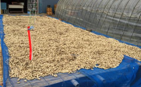 煎り落花生 250g×2袋 500g 落花生 素煎り たっぷり 粒ぞろい こだわり 厳選原料使用 さや煎り落花生 ピーナッツ 薄皮付 おつまみ 健康 らっかせい 殻付き煎り落花生 煎り落花生 茨城県産 那珂市産 国産 ラッカセイ お茶請け 煎りたて