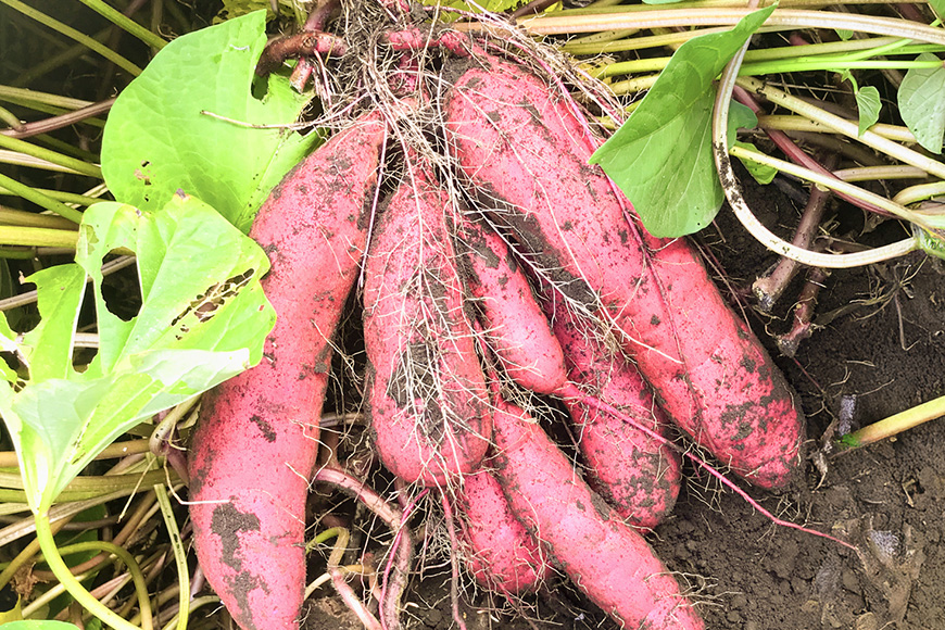 【京阪百貨店厳選】茨城県産べにはるか 5kg（熟成）[サイズ無選別品] 芋 さつま芋 サツマイモ さつまいも B18-007