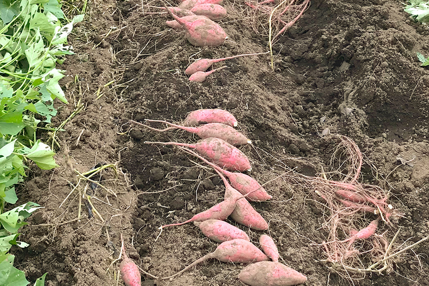 【京阪百貨店厳選】茨城県産ほしあかね 10kg [A品L～2Lサイズ] 芋 さつま芋 サツマイモ さつまいも B18-010