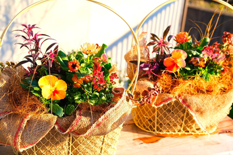 季節の寄せ植え 3回定期便 かわいい 寄せ植え 季節 彩 ガーデニング 栽培 園芸 花苗3株以上 鉢直径約30cm バスケット 玄関 花飾り プレゼント ギフト 鉢花 花苗 季節の寄せ植え ベランダ お花 フラワーギフト お祝い お礼 おしゃれ モダン