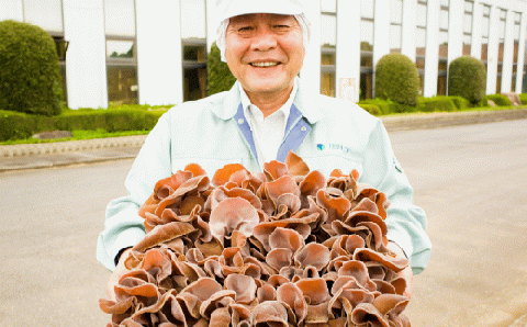 きくらげ 1パック50g×36パック 茨城県共通返礼品 鹿嶋市産 国産 生きくらげ ビタミンD 食物繊維 旬 肉厚 新食感 中華料理 炒め物 八宝菜 ラーメントッピング 栄養豊富 きくらげ キクラゲ