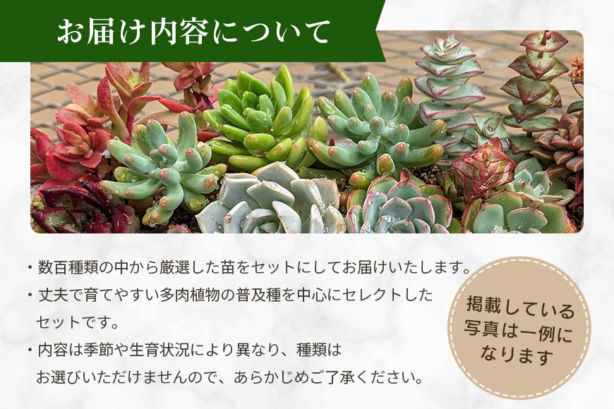 多肉植物 6cm アソート 20セット 詰め合わせ 多肉植物 観葉植物 インテリア 寄せ植え 誕生日プレゼント オシャレ 多肉 観葉 おまかせ セット 植物 苗 種類 色々 ランダム 農園直送 栽培 ガーデニング 寄せ植え用 多肉専科