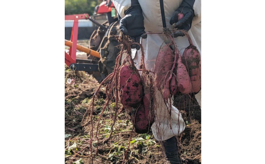グリーンアグリの干し芋 丸干し 紅はるか 茨城県産 那珂市 しっとり甘い おいも いも 芋 茨城県産 国産 無添加 和菓子 お菓子 おやつ スイーツ お取り寄せ さつまいも