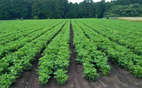 煎り落花生 250g×2袋 500g 落花生 素煎り たっぷり 粒ぞろい こだわり 厳選原料使用 さや煎り落花生 ピーナッツ 薄皮付 おつまみ 健康 らっかせい 殻付き煎り落花生 煎り落花生 茨城県産 那珂市産 国産 ラッカセイ お茶請け 煎りたて