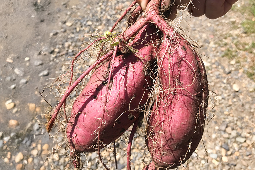 【京阪百貨店厳選】茨城県産べにはるか 5kg （熟成）[A品L～2Lサイズ] 芋 さつま芋 サツマイモ さつまいも B18-005