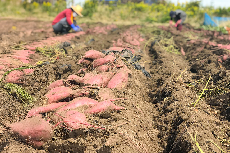 【京阪百貨店厳選】茨城県産ほしあかね 10kg [A品L～2Lサイズ] 芋 さつま芋 サツマイモ さつまいも B18-010