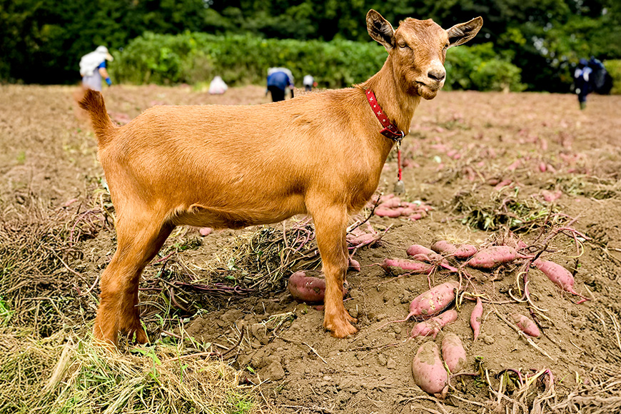 【京阪百貨店厳選】茨城県産べにはるか 5kg（熟成）[サイズ無選別品] 芋 さつま芋 サツマイモ さつまいも B18-007