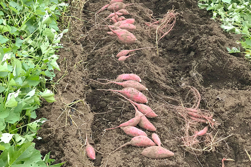 【京阪百貨店厳選】茨城県産ほしあかね丸干し 1kg 干し芋 ほしいいも 芋 さつま芋 サツマイモ さつまいも 干しいも B18-016