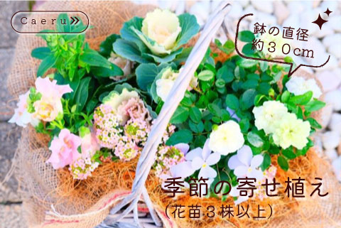 季節の寄せ植え 季節のお花 ベランダ お部屋 玄関先 お花のある生活 花株3株以上 お任せ