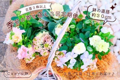 季節の寄せ植え 3回定期便 かわいい 寄せ植え 季節 彩 ガーデニング 栽培 園芸 花苗3株以上 鉢直径約30cm バスケット 玄関 花飾り プレゼント ギフト 鉢花 花苗 季節の寄せ植え ベランダ お花 フラワーギフト お祝い お礼 おしゃれ モダン