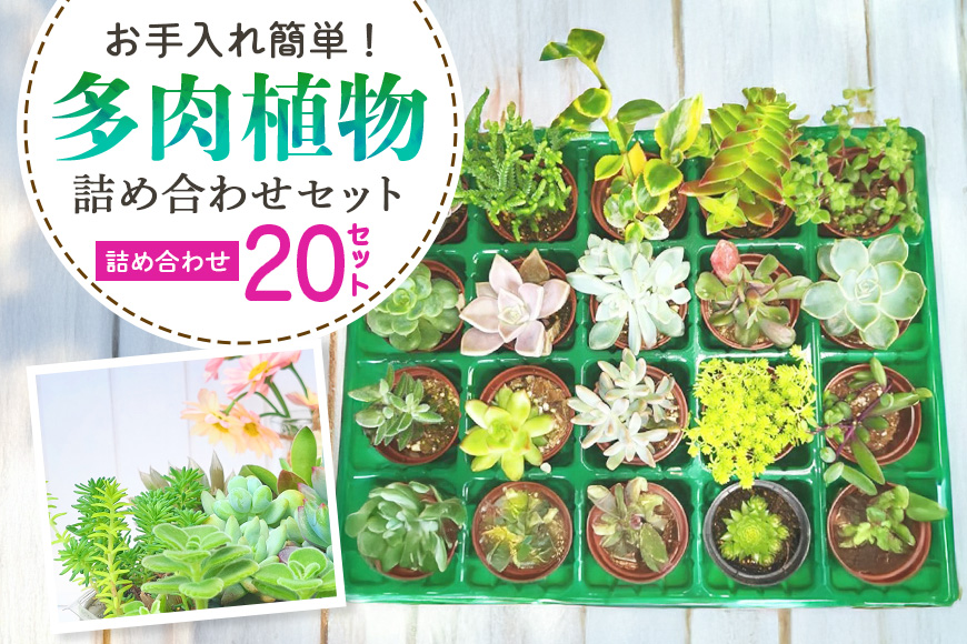 多肉植物 6cm アソート 20セット 詰め合わせ 多肉植物 観葉植物 インテリア 寄せ植え 誕生日プレゼント オシャレ 多肉 観葉 おまかせ セット 植物 苗 種類 色々 ランダム 農園直送 栽培 ガーデニング 寄せ植え用 多肉専科