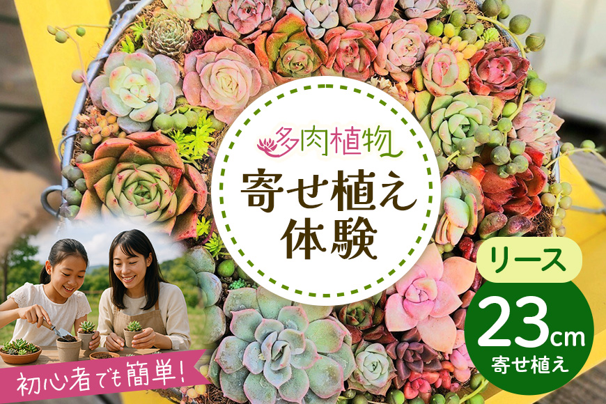 可愛いリース23cm多肉植物寄せ植え体験