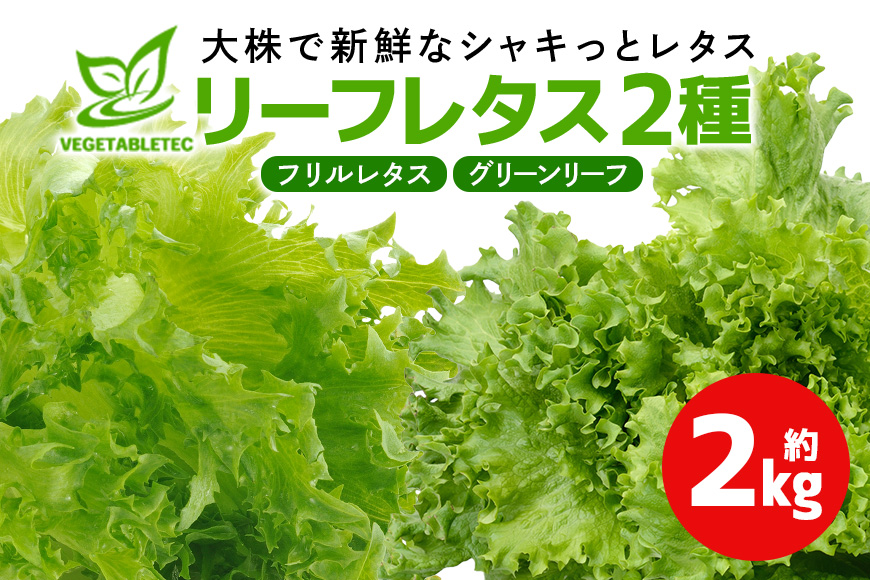 リーフレタスセット 約2Kg 那珂市産 新鮮 レタス リーフレタス フリルレタス グリーンリーフ 無農薬 野菜 栽培期間中農薬不使用 詰め合わせ セット 水耕栽培 LED 栽培 ベジタブル 副菜 常備菜 サラダ ヴィーガン ヘルシー